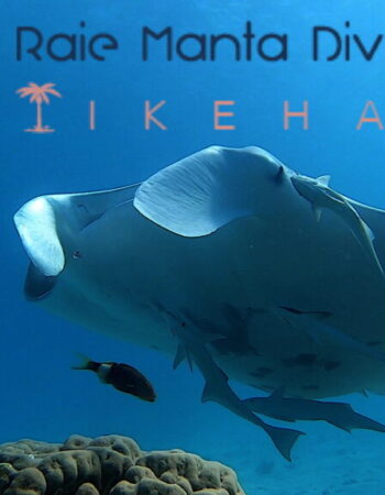 Raie Manta Diving – Tikehau